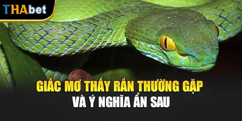 Giấc mơ thấy rắn thường gặp và ý nghĩa ẩn sau