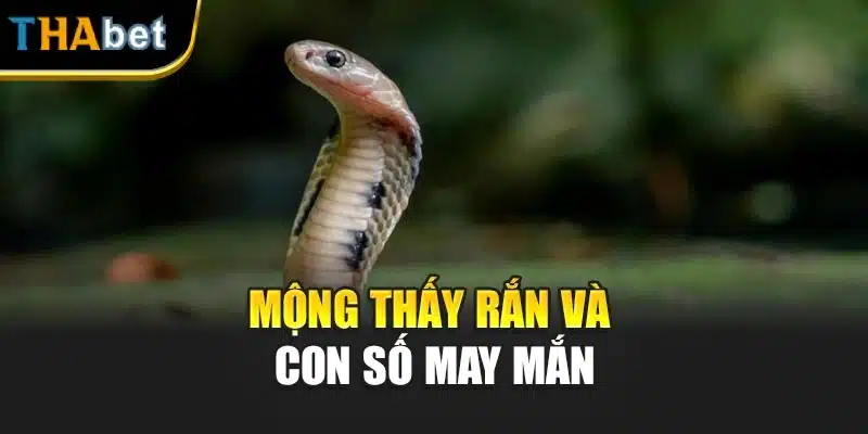 Mộng thấy rắn và con số may mắn